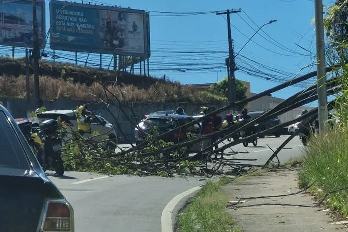 Queda de árvore bloqueia trecho da Leste-Oeste, em Maceió