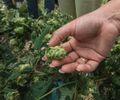Cultivo pioneiro de lúpulo fortalece produção cervejeira e impulsiona inovação no campo em Alagoas