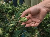 Cultivo pioneiro de lúpulo fortalece produção cervejeira e impulsiona inovação no campo em Alagoas