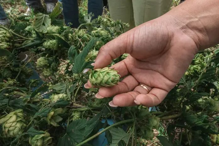 Cultivo pioneiro de lúpulo fortalece produção cervejeira e impulsiona inovação no campo em Alagoas