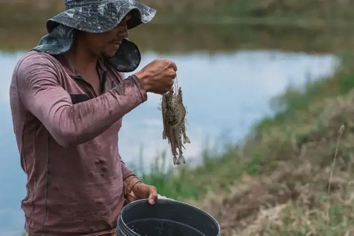 Criação de camarão avança em Alagoas e impulsiona desenvolvimento no campo