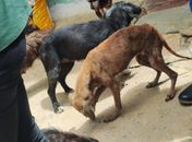 Sem Alvará Sanitário nem responsável técnico, abrigo clandestino de animais é autuado em Maceió