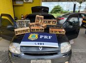 Pássaros apreendidos foram trazidos de São Paulo até Alagoas em gaiolas dentro de carro