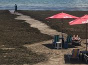 IMA notifica prefeitura para retirar sargaço da praia