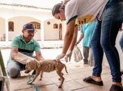 Girau do Ponciano lança campanha de vacinação antirrábica