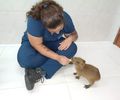 Filhote de capivara tratado no Cetas ganha novo lar em zoológico em Fortaleza