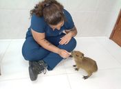 Filhote de capivara tratado no Cetas ganha novo lar em zoológico em Fortaleza
