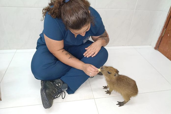 Filhote de capivara tratado no Cetas ganha novo lar em zoológico em Fortaleza
