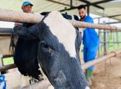 Programa de Melhoramento Genético já realizou mais de 100 inseminações em Delmiro Gouveia