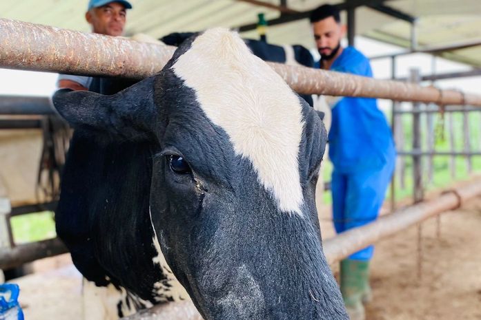 Programa de Melhoramento Genético já realizou mais de 100 inseminações em Delmiro Gouveia