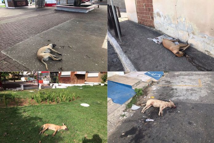 Com suposto envenenamento, quatro cães agonizam e morrem em praça em Arapiraca
