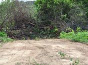 FPI do Rio São Francisco embarga 1.025 hectares de terra em Alagoas por desmatamento de vegetação nativa