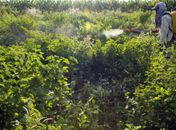 Sem acordo, votação do PL dos Agrotóxicos é adiada para terça-feira