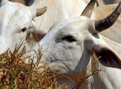 IBGE: cresce abate de bovinos, suínos e frangos