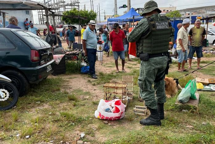 Fiscalização resgata pássaros silvestes em feira no interior de Alagoas