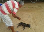 Cachorros são mortos a tiros durante discussão de vizinhos