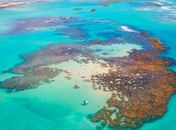 Alerta no oceano: calor extremo e turismo ameaçam barreira de corais e a proteção da orla de Maceió