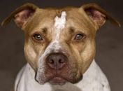 Ataque de Pitbull em condomínio de Maceió traz debate sobre convivência entre cães e moradores; especialista orienta sobre segurança e responsabilidades legais de tutores