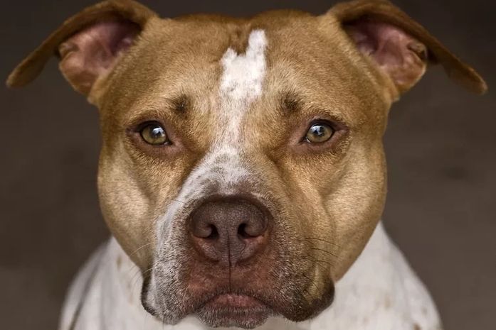 Ataque de Pitbull em condomínio de Maceió traz debate sobre convivência entre cães e moradores; especialista orienta sobre segurança e responsabilidades legais de tutores