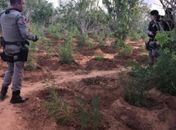 Polícia apreende mais dois mil pés de maconha em Mata Grande