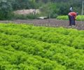 Prefeitura de Arapiraca e Ufal desenvolvem pesquisas sobre a qualidade da água e a produção agrícola