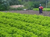 Prefeitura de Arapiraca e Ufal desenvolvem pesquisas sobre a qualidade da água e a produção agrícola