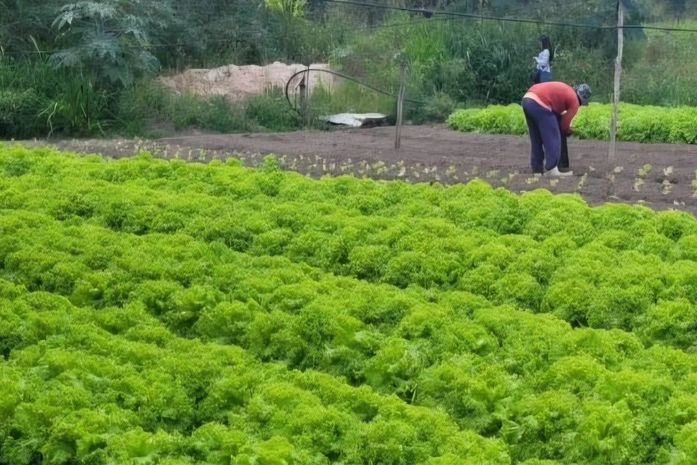 Prefeitura de Arapiraca e Ufal desenvolvem pesquisas sobre a qualidade da água e a produção agrícola