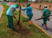 Equipe de jardinagem Sudes realizaram o plantio das mudas.