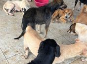 Maus-tratos e canibalismo: Operação resgata mais de 250 cães em abrigo de Maceió