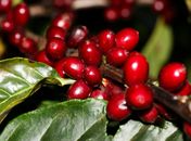 Plantação de Café.