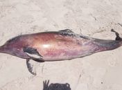 Golfinho é encontrado morto na praia do Pontal da Barra