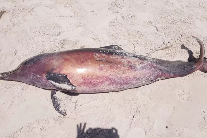 Golfinho é encontrado morto na praia do Pontal da Barra