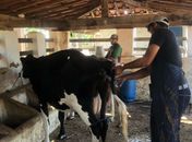 Fortalecimento da cadeia produtiva da Bovinocultura do Leite