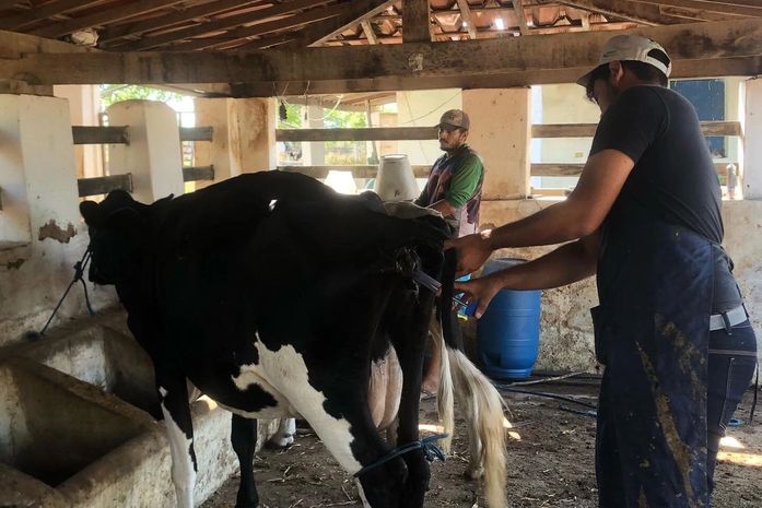 Fortalecimento da cadeia produtiva da Bovinocultura do Leite