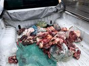 Alimentos estragados e perigo à saúde: Vigilância Sanitária apreende 250 kg de carnes em frigorífico da capital