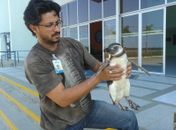 Pinguim achado no Francês
