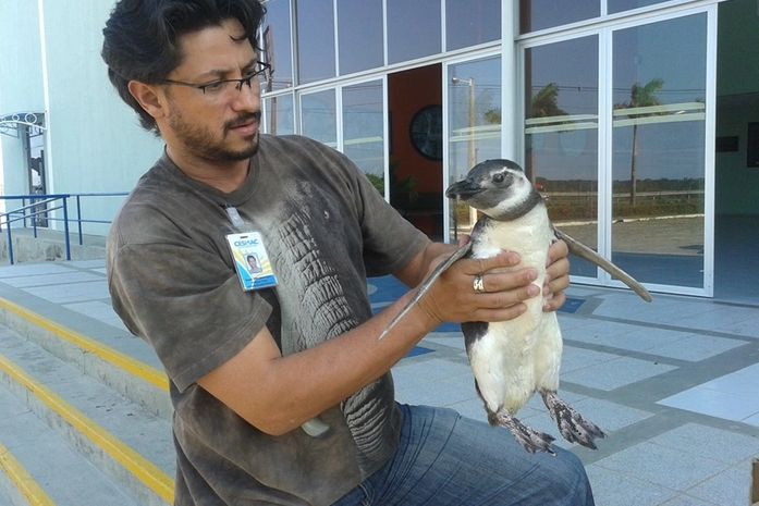 Pinguim achado no Francês