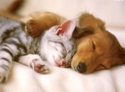 Cão e gato
