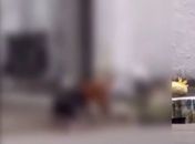 Pitbulls matam gato em via pública e causam pânico em moradores no Tabuleiro do Martins



