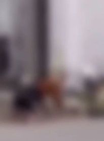 Pitbulls matam gato em via pública e causam pânico em moradores no Tabuleiro do Martins



