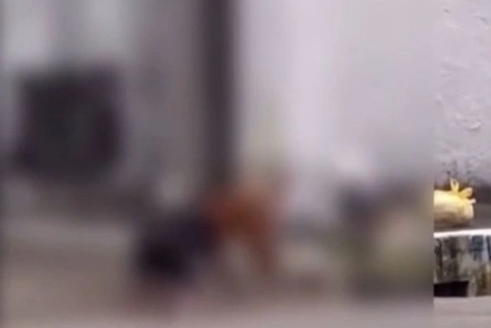 Pitbulls matam gato em via pública e causam pânico em moradores no Tabuleiro do Martins
