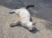 Moradores denunciam envenenamento 'em massa' de gatos no Santo Eduardo