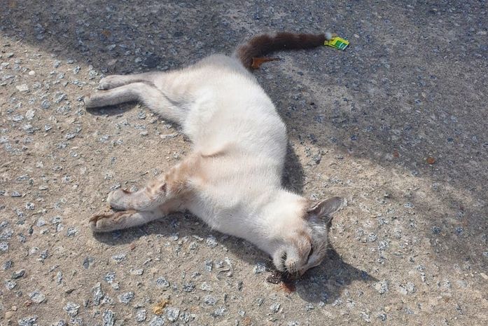 Moradores denunciam envenenamento 'em massa' de gatos no Santo Eduardo