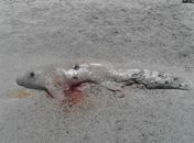 Baleia da espécie Cachalote Anã é encontrada morta no Litoral Norte