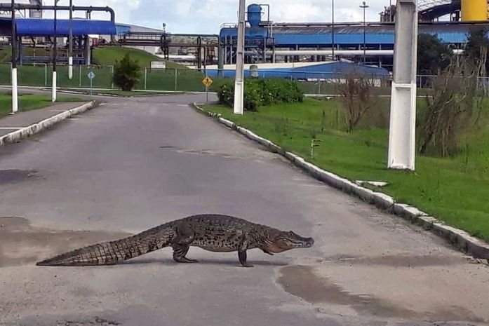 Jacaré de 2,5 metros é flagrado ‘passeando’ em São Miguel dos Campos