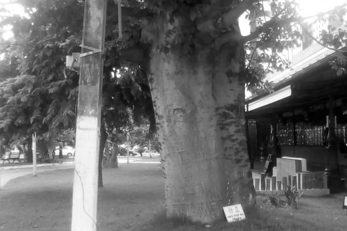 Não pise na grama-dizia a placa,ou, e ele deitou-se,na calçada, sob o Baobá.