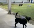 Ataques de cães levam suspensão de aulas no curso de Direito da UFAL, em Maceió