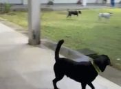 Ataques de cães levam suspensão de aulas no curso de Direito da UFAL, em Maceió
