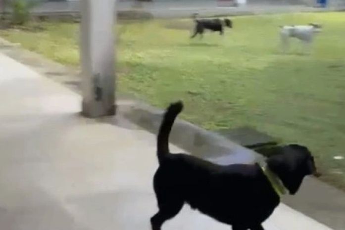 Ataques de cães levam suspensão de aulas no curso de Direito da UFAL, em Maceió