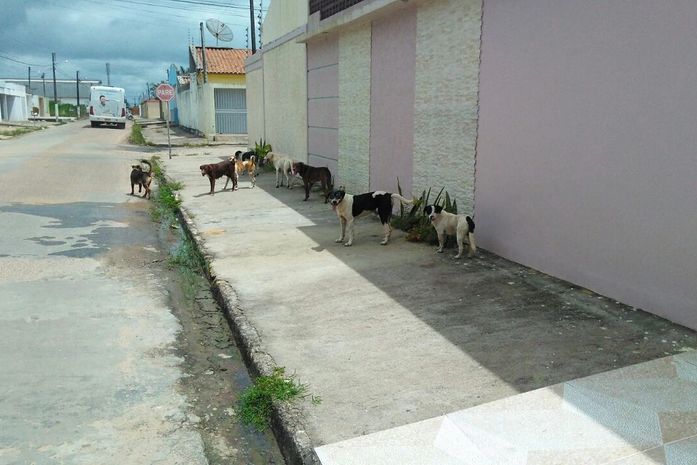 Flagrante de cães nas ruas de Arapiraca